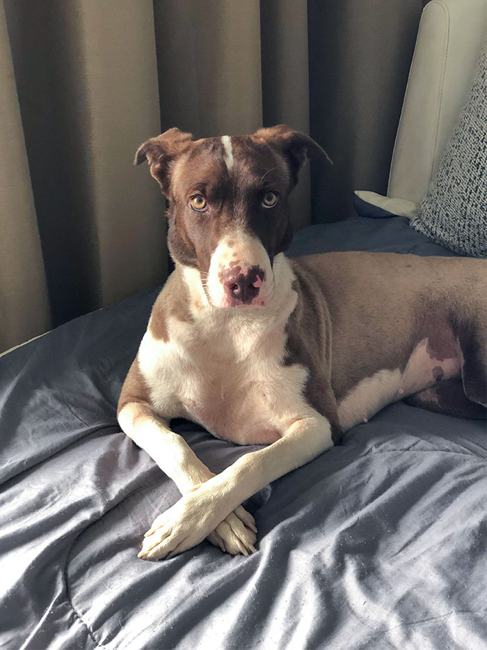 Oh My God, What A Gorgeous Look She Has That Looks Right Into My Soul. What A Pretty Little Thing She Is