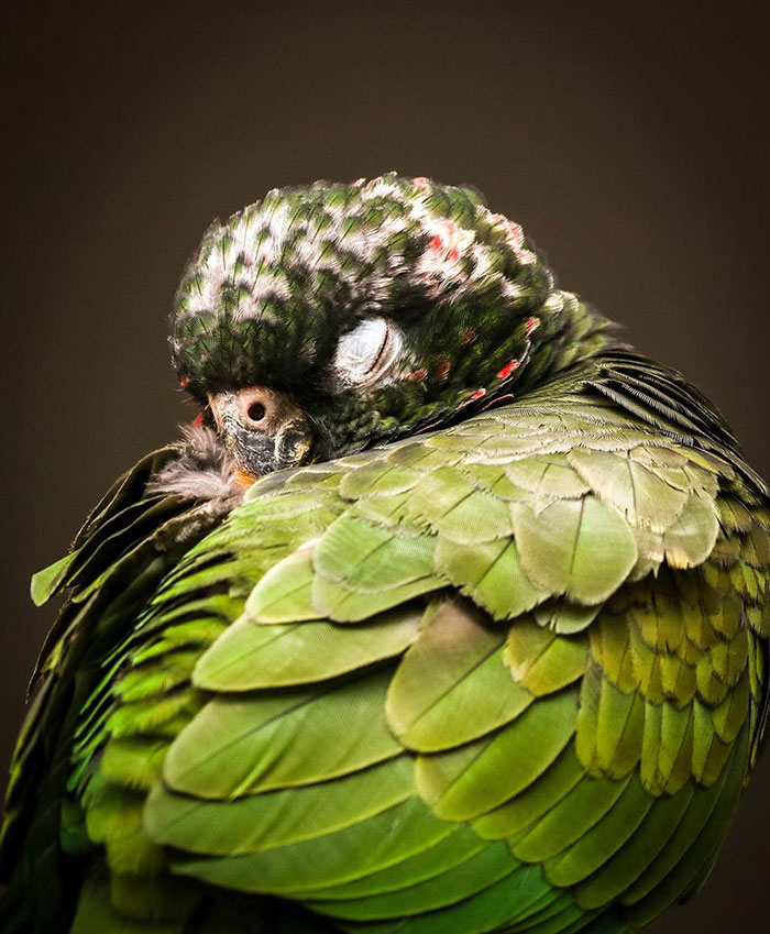 I Took A Picture Of My Parrot Sleeping