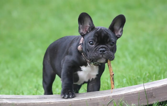Black puppy holding stick in his mouth
