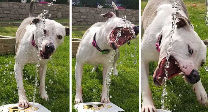 White dog drinking water