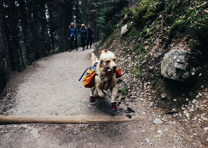 Dog wearing clothes walking in the trails