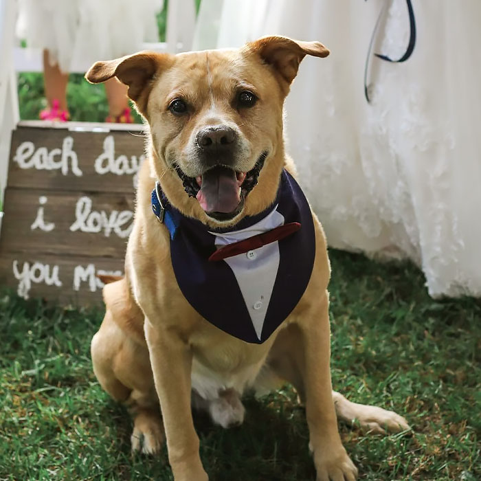 Brown dog with clothes and looking