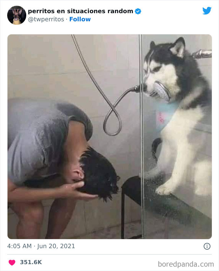 Dogs-In-Random-Situations