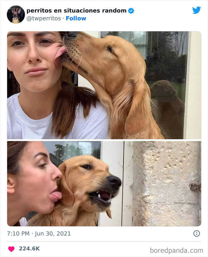 Dogs-In-Random-Situations