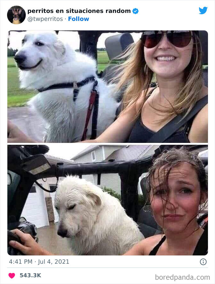 Dogs-In-Random-Situations