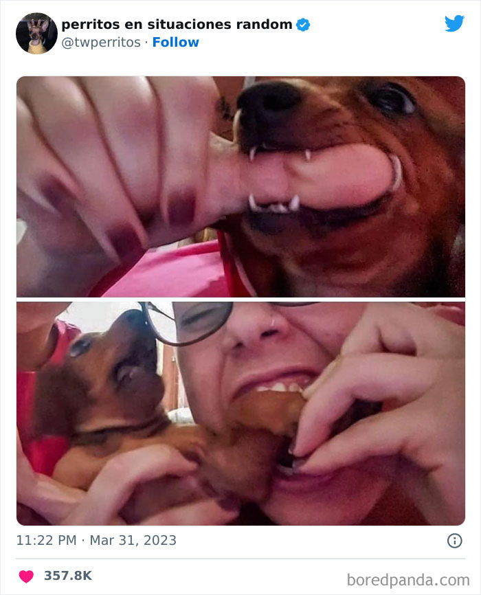 Dogs-In-Random-Situations