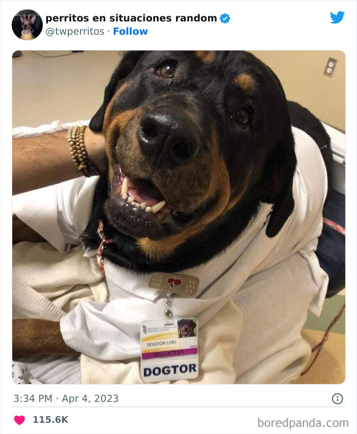 Dogs-In-Random-Situations