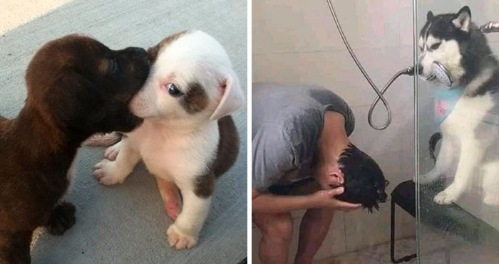 50 «Perritos en situaciones random» para alegrarte el día