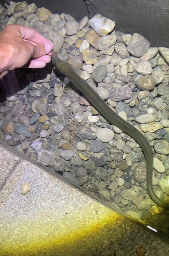 This Man Has An "Eel Pit" Under His Home And It's Making The Internet Lose Its Mind