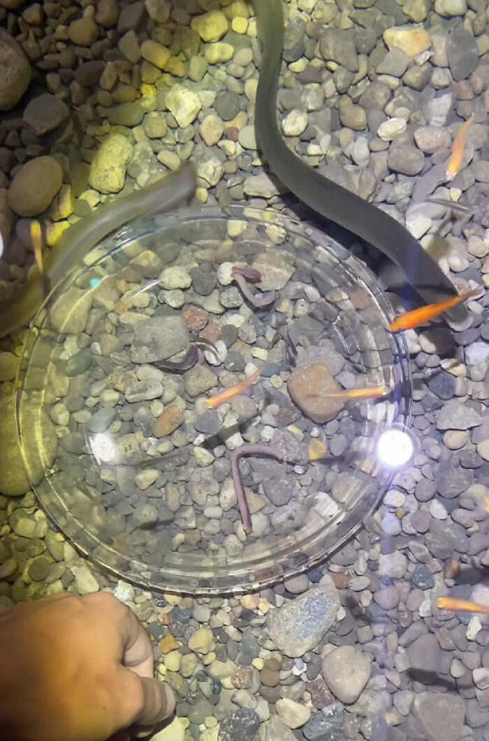 This Man Has An "Eel Pit" Under His Home And It's Making The Internet Lose Its Mind