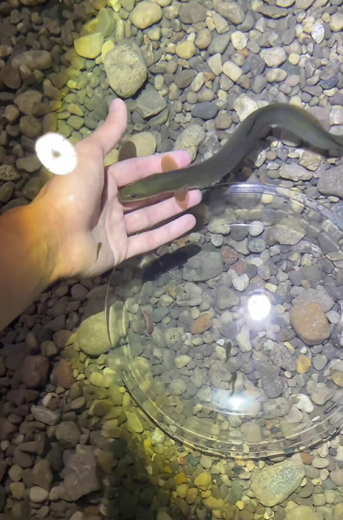 This Man Has An "Eel Pit" Under His Home And It's Making The Internet Lose Its Mind