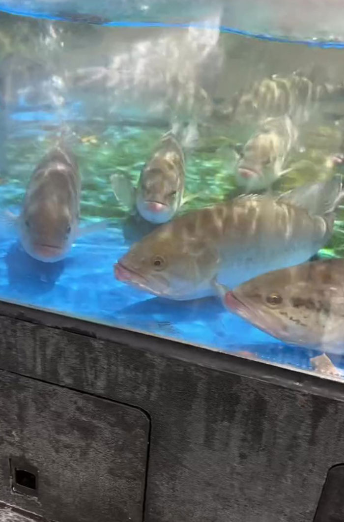 This Man Has An "Eel Pit" Under His Home And It's Making The Internet Lose Its Mind