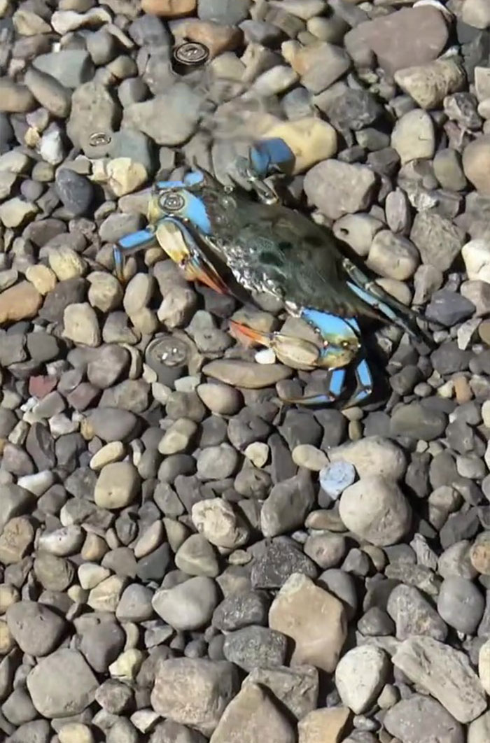 This Man Has An "Eel Pit" Under His Home And It's Making The Internet Lose Its Mind