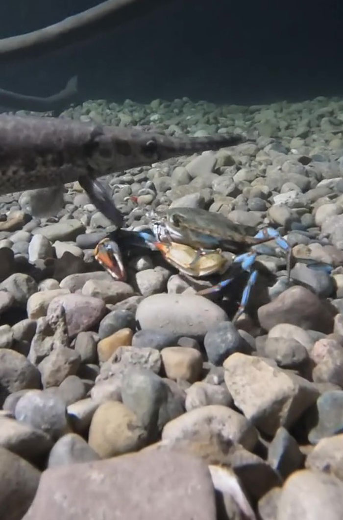 This Man Has An "Eel Pit" Under His Home And It's Making The Internet Lose Its Mind