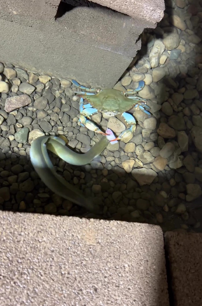This Man Has An "Eel Pit" Under His Home And It's Making The Internet Lose Its Mind