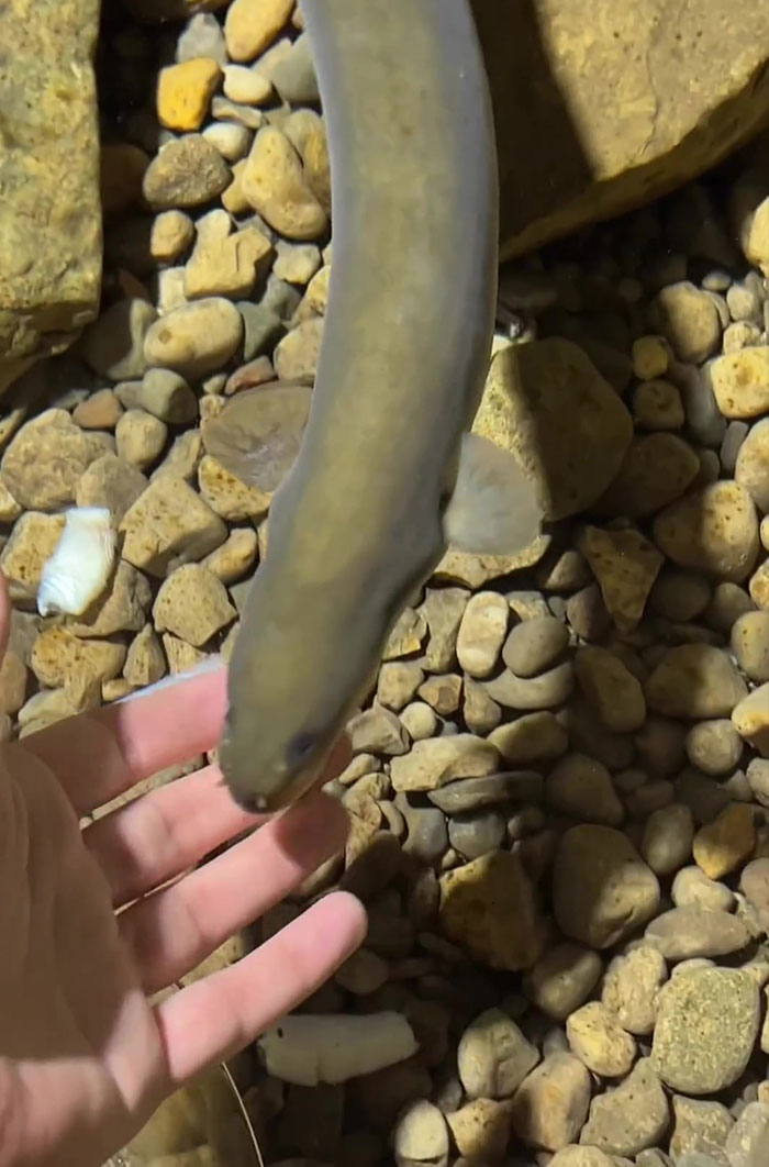 This Man Has An "Eel Pit" Under His Home And It's Making The Internet Lose Its Mind