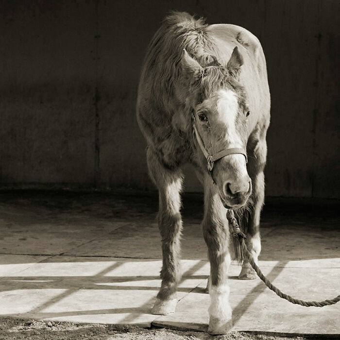 &ldquo;Allowed To Grow Old&rdquo; Showcases The Portraits Of Elderly Animals Captured By Photographer Dealing With A Fear Of Old Age