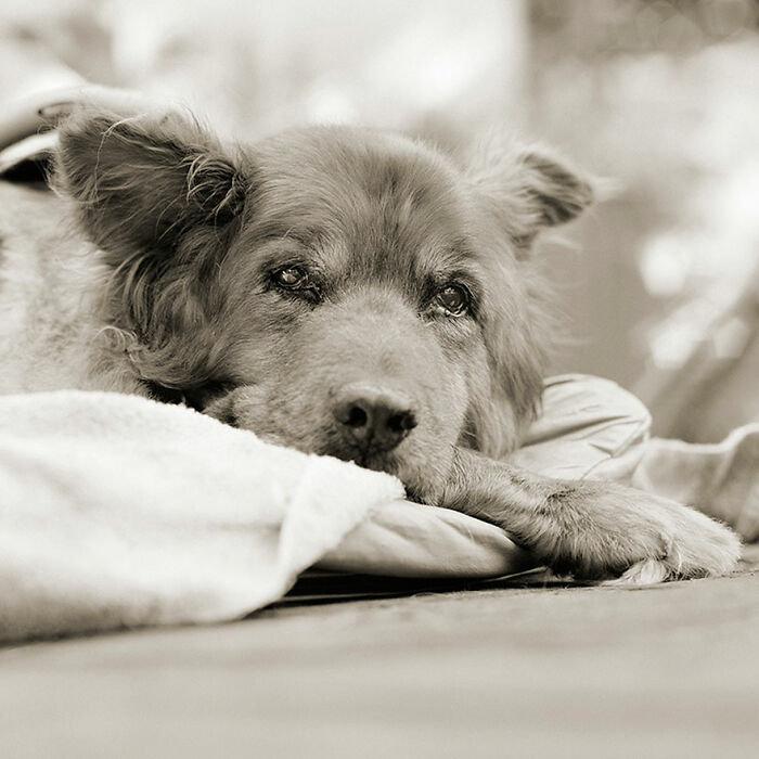 &ldquo;Allowed To Grow Old&rdquo; Showcases The Portraits Of Elderly Animals Captured By Photographer Dealing With A Fear Of Old Age