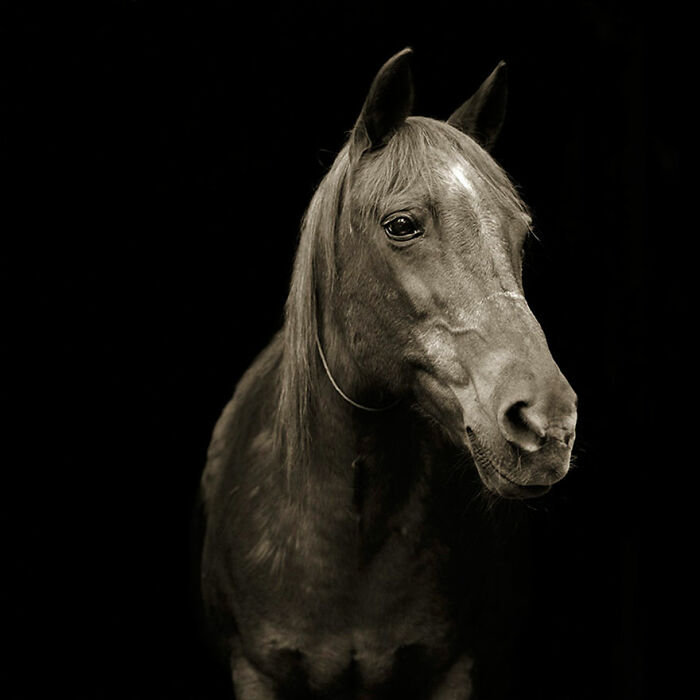 &ldquo;Allowed To Grow Old&rdquo; Showcases The Portraits Of Elderly Animals Captured By Photographer Dealing With A Fear Of Old Age