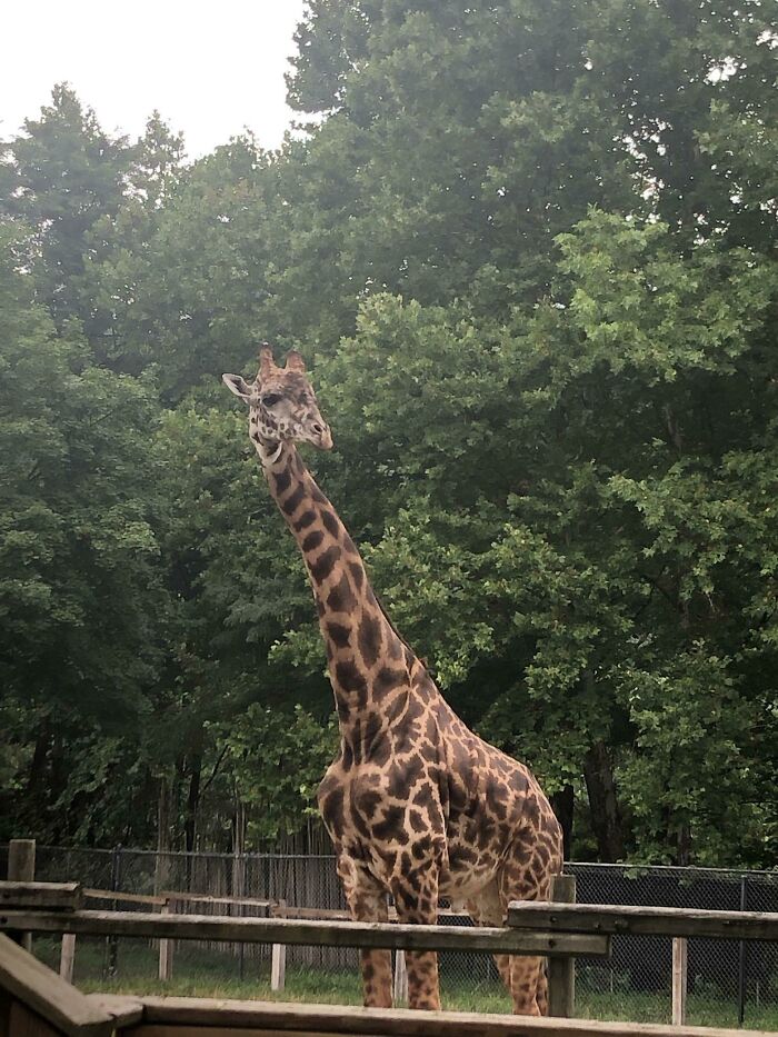 This Community For Pet Owners Helps Them To Understand If Their Pet’s Actually A Jerk (33 Examples)