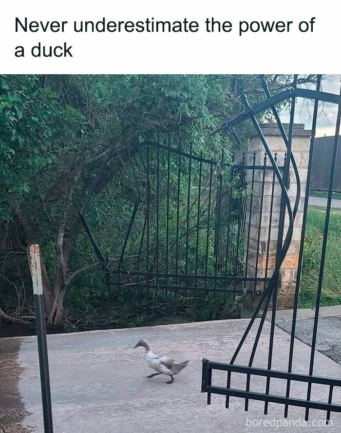 Facebook-Group-Shares-Funny-Pics-Memes