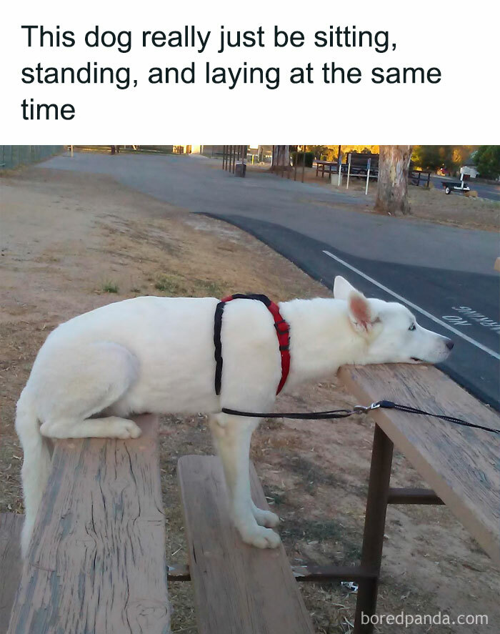 Facebook-Group-Shares-Funny-Pics-Memes