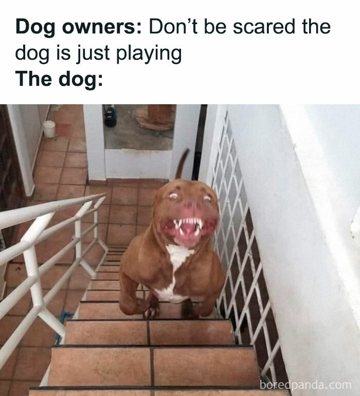 Facebook-Group-Shares-Funny-Pics-Memes