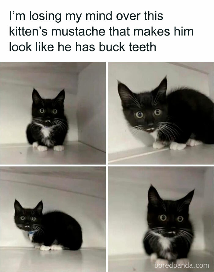 Facebook-Group-Shares-Funny-Pics-Memes