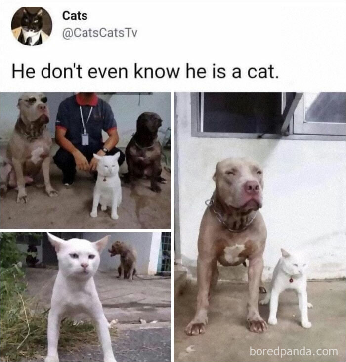 Facebook-Group-Shares-Funny-Pics-Memes