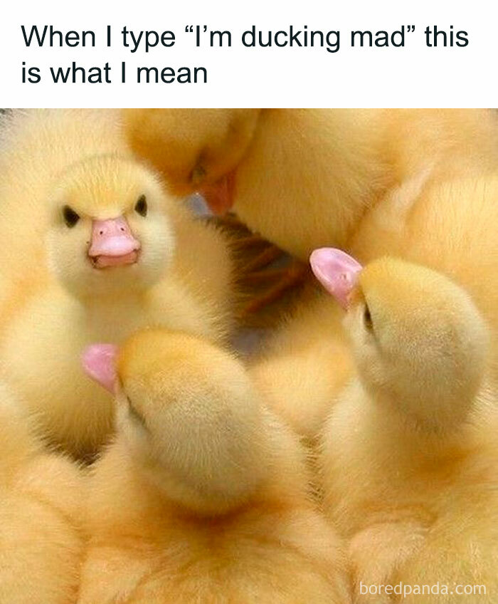 Facebook-Group-Shares-Funny-Pics-Memes