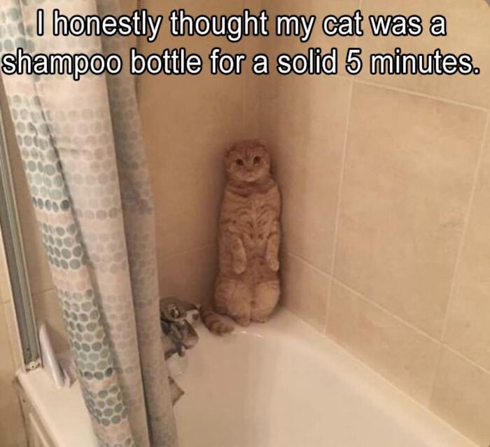 Facebook-Group-Shares-Funny-Pics-Memes