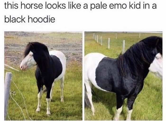 Facebook-Group-Shares-Funny-Pics-Memes