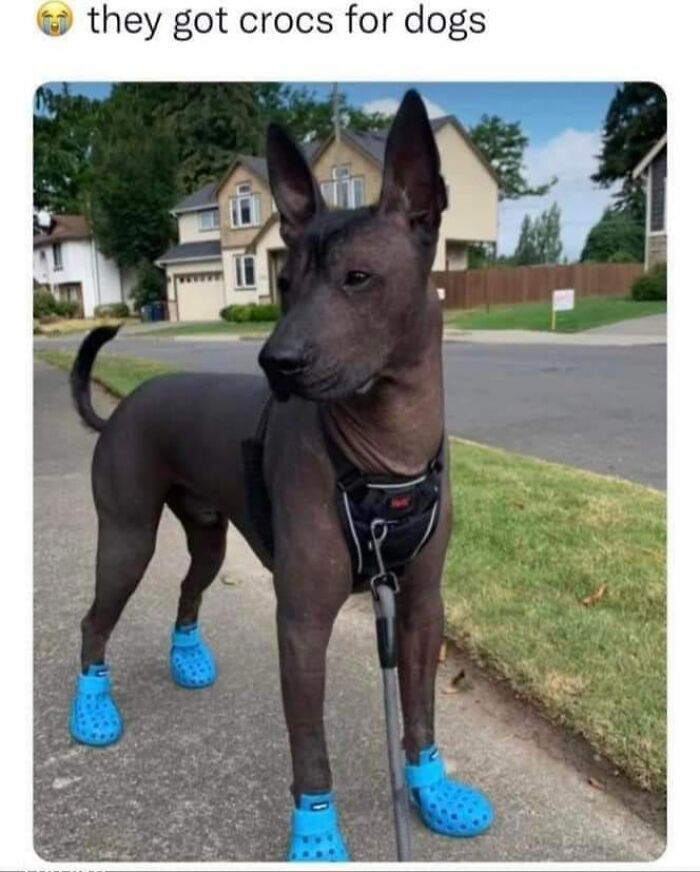 Facebook-Group-Shares-Funny-Pics-Memes