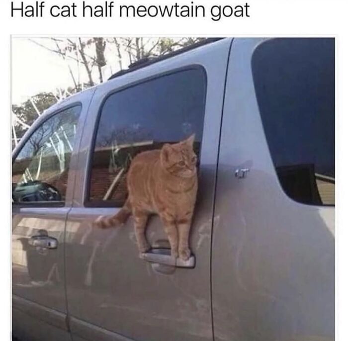 Facebook-Group-Shares-Funny-Pics-Memes