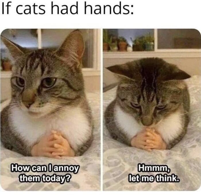 Facebook-Group-Shares-Funny-Pics-Memes