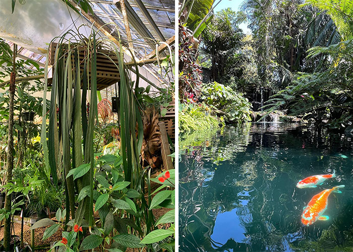 Lush famous gardens with hanging tropical plants and a serene pond featuring koi fish under bright sunlight.
