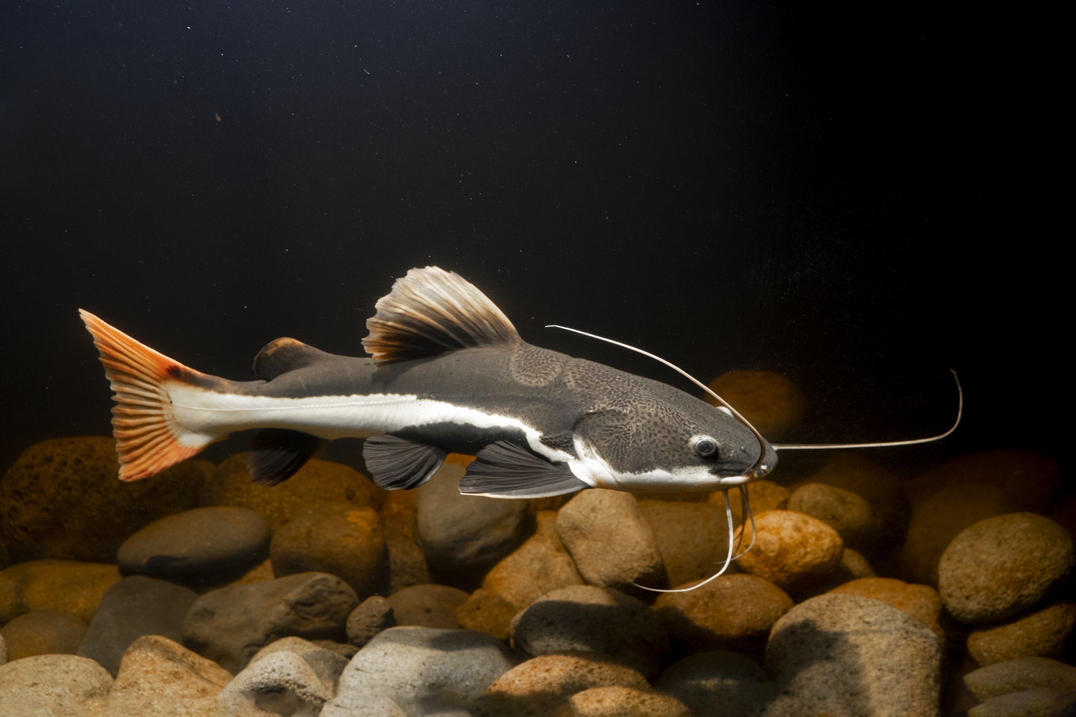 Why Aquarium Fish Swimming Upside Down