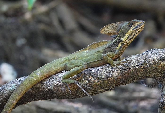 Jesus Christ lizard perched on a branch illustrating fascinating physics concepts in nature and animal locomotion dynamics.