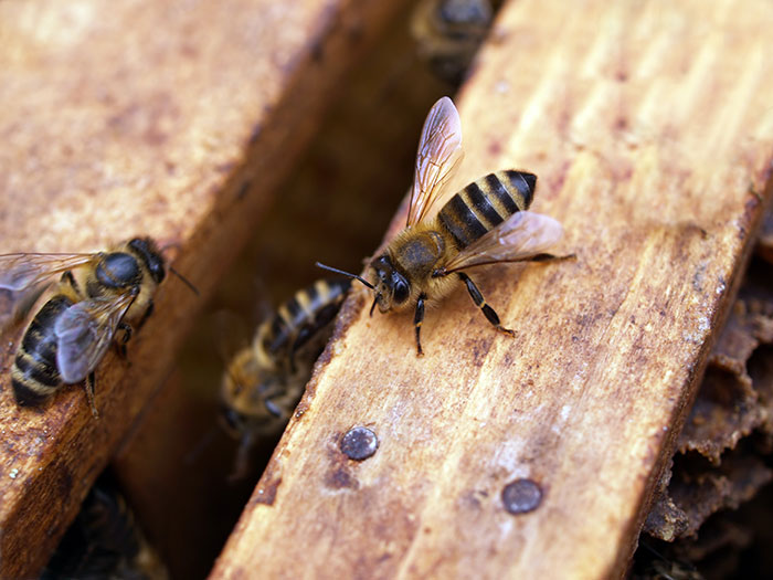 Bees on honeycomb, showcasing a fun hobby to explore beekeeping and nature’s wonders.