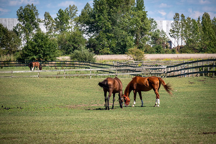 Horses grazing on a green grass field, a serene hobby to try, surrounded by trees and fencing during daytime.