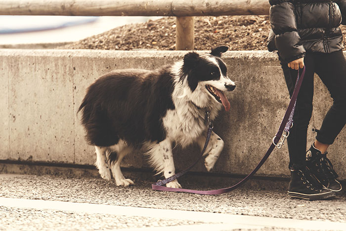 Person walking a happy black and white dog on a leash, showcasing dog walking as a fun hobby to pursue.
