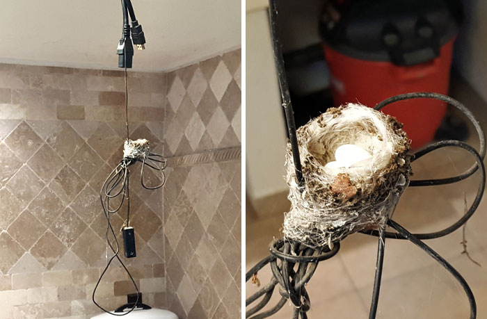 A Hummingbird Built Her Nest On Some Loose Cables At My House