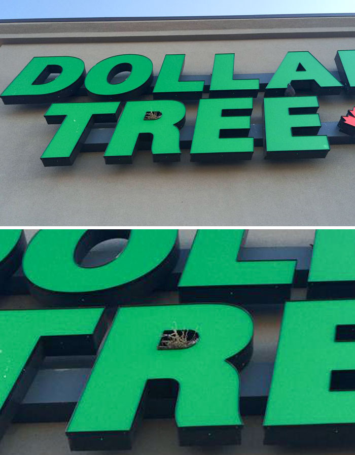 There Is A Bird's Nest In This "Tree"