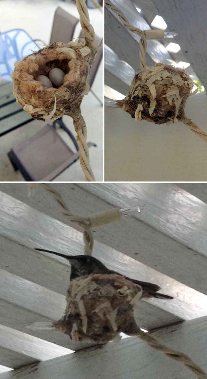 Un colibrí hizo un pequeño nido en una luz de Navidad