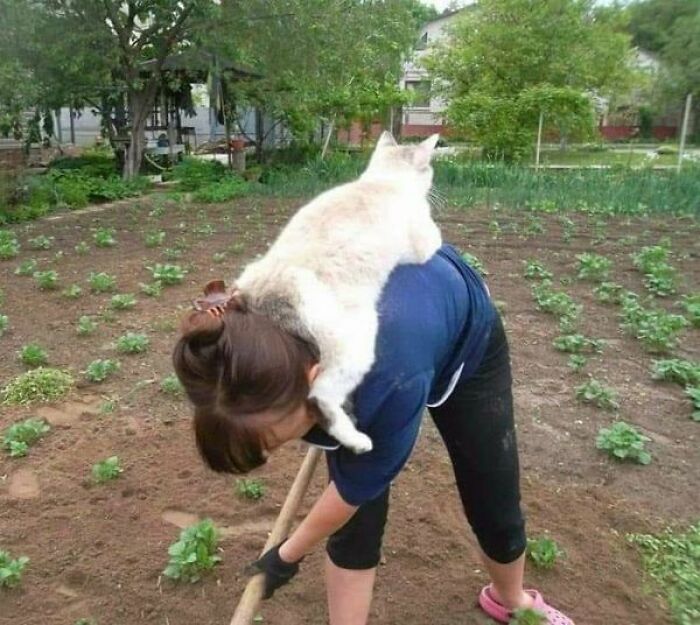 ‘The Council Of Cattos’: 45 Meowtastic Posts To Bring You A Dose Of Feline Goodness