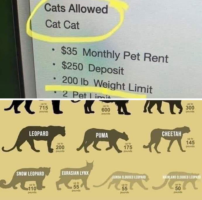 Issue That Domestic Cats Are Usually Much Smaller Than The Weight Limit Noted Here