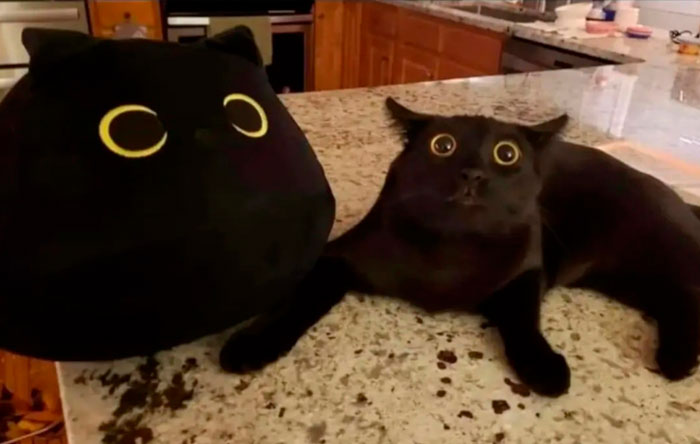 Funny-Important-Images