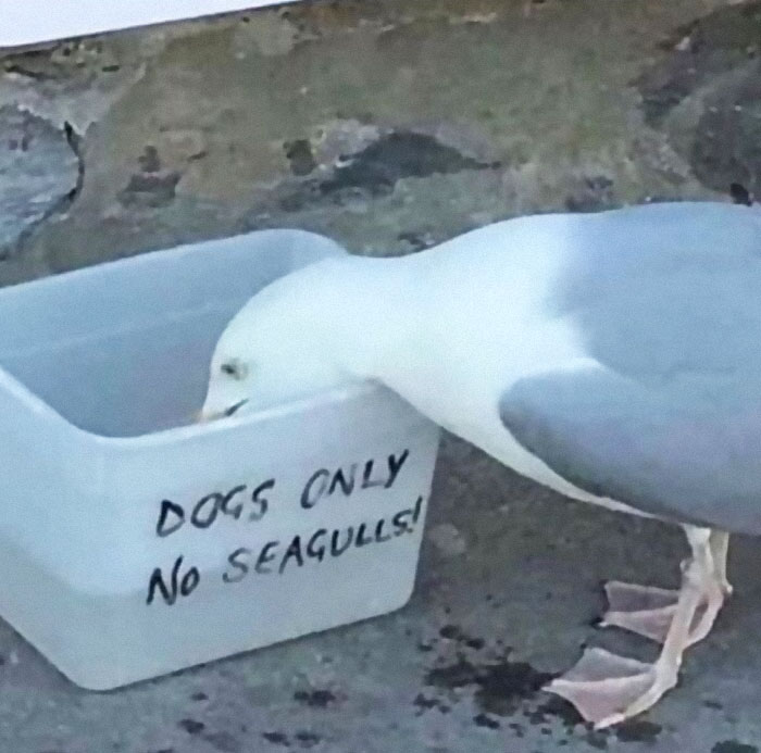 Funny-Low-Quality-Stories