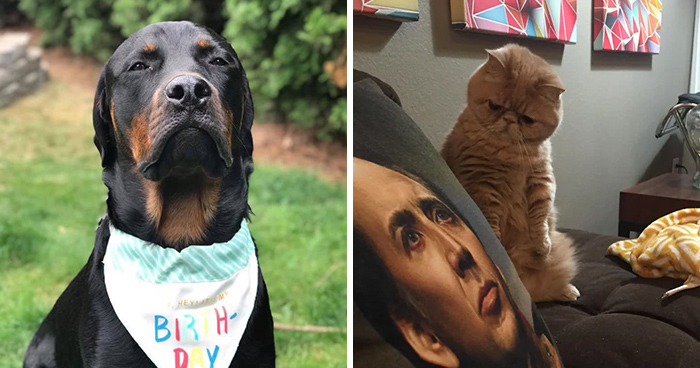 124 Funny Skeptical Animals To Make Your Day Perfect