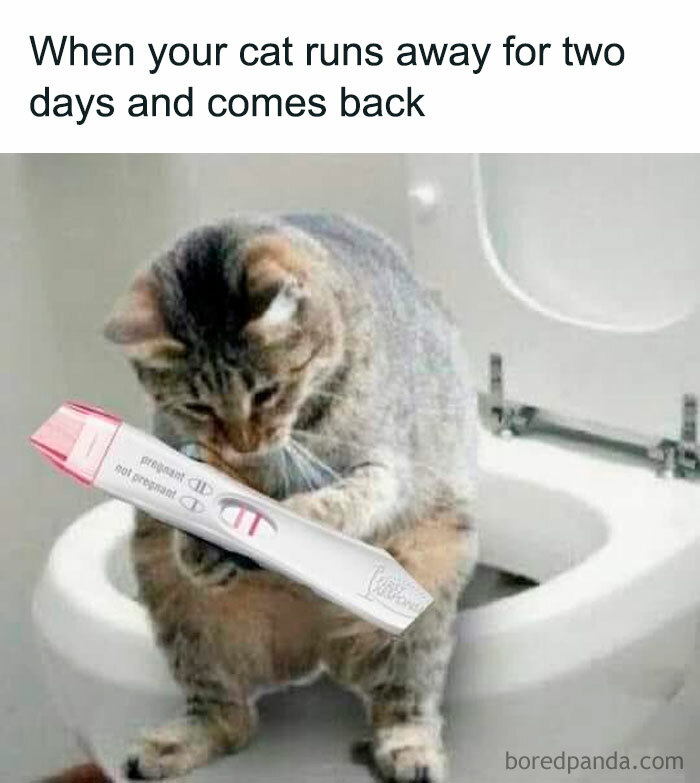 Cat looking at pregnancy test, creating a humorous spicy meme moment in a bathroom.